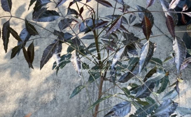 Azadirachtia indica var. siamensis (black leaf) 35