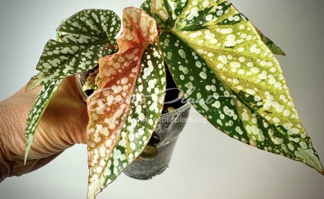Begonia Snow Capped variegated