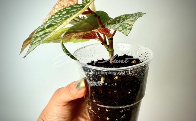 Begonia Snow Capped variegated