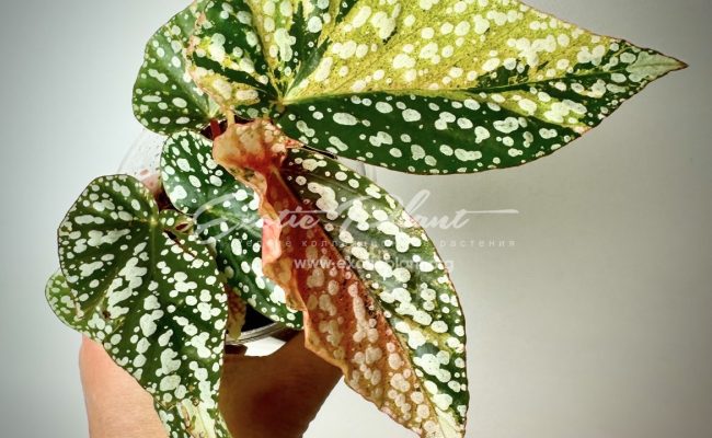 Begonia Snow Capped variegated
