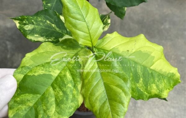 Bunchosia argentea variegated (grafted) 50