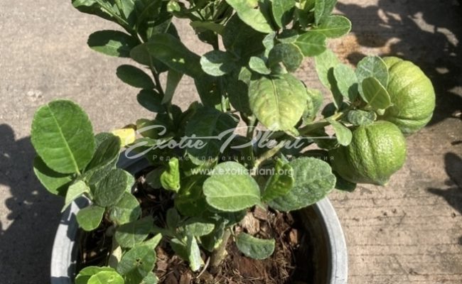 Citrus medica ‘Green Pumpkin’ (L) 40