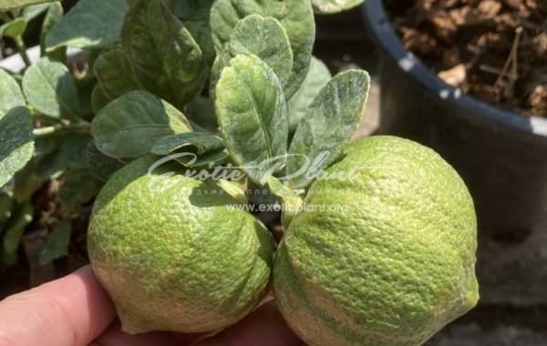 Citrus medica Green Pumpkin (L) 40