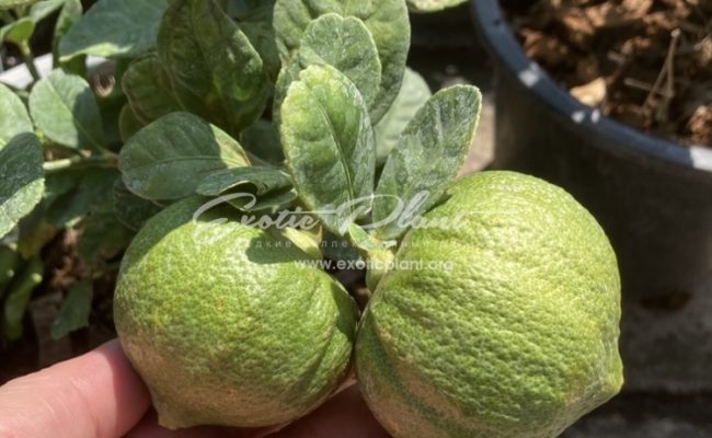 Citrus medica ‘Green Pumpkin’ (L) 40