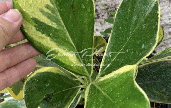 Clusia major (yellow margin) 35