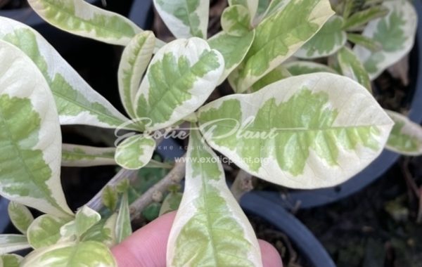 Crescentia cujete albomarginata 45