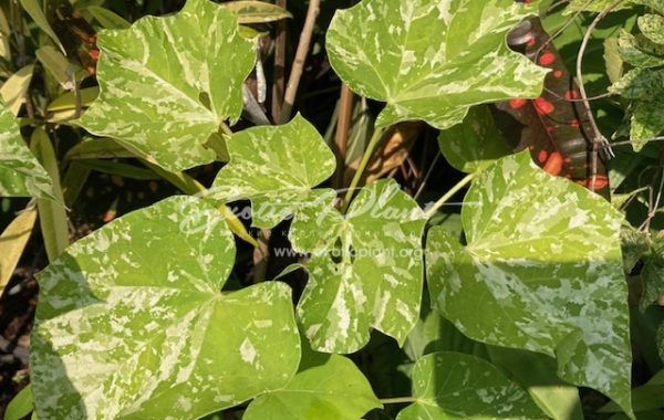 Jatropha curcas Tapestry 30