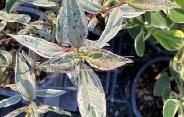 Melastoma malabathricum variegated 50