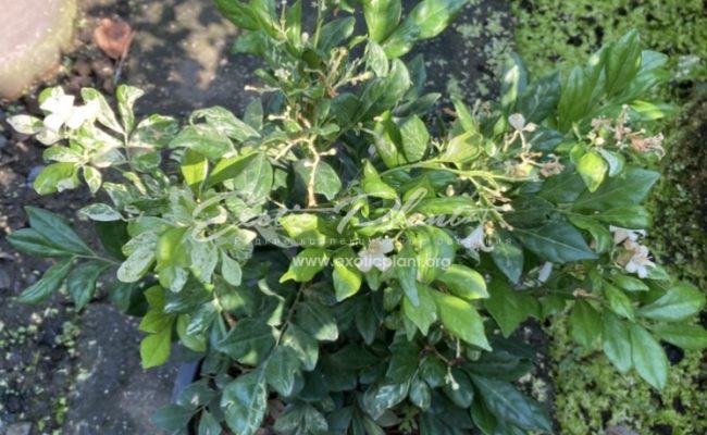 Murraya paniculata (white variegated) 100