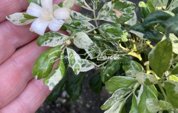 Murraya paniculata (white variegated) 100