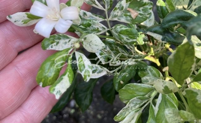Murraya paniculata (white variegated) 100