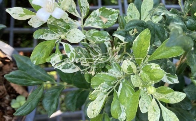 Murraya paniculata (white variegated) 100