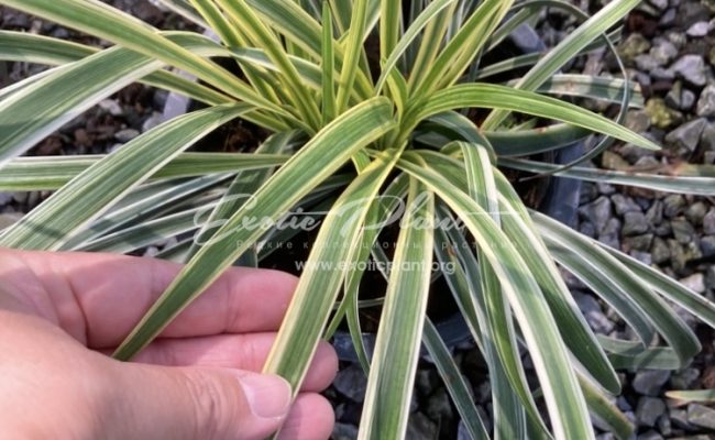 Ophiopogon jaburan albomarginata (Japan) 35