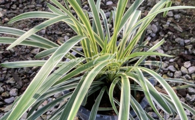 Ophiopogon jaburan albomarginata (Japan) 35
