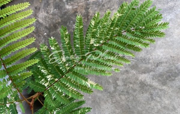 Peltophorum pterocarpum variegated 50