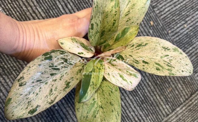 Philodendron Congo Red Dwarf variegated Mint 120