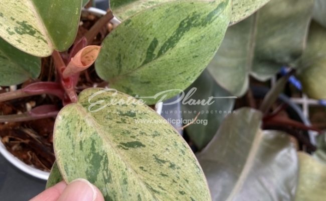 Philodendron Congo Red Dwarf variegated Mint 120