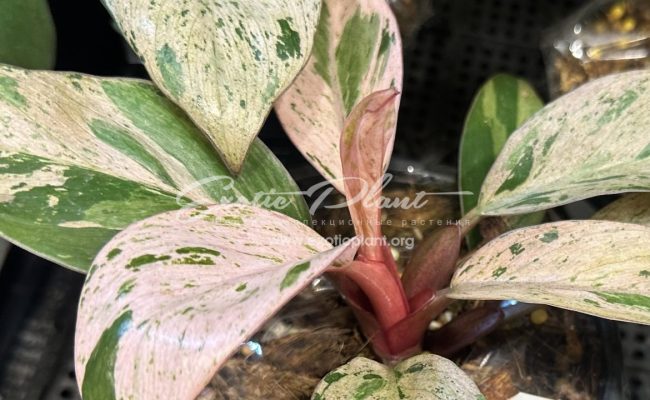 Philodendron Congo Red Dwarf variegated Mint 120