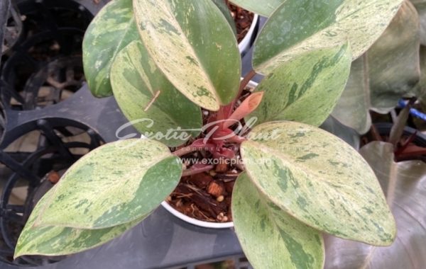 Philodendron Congo Red Dwarf variegated Mint 120