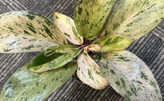 Philodendron Congo Red Dwarf variegated Mint 120