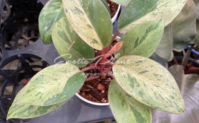 Philodendron Congo Red Dwarf variegated Mint 120