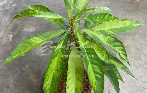 Pouteria campechiana (Mexico)(yellow variegated) 75