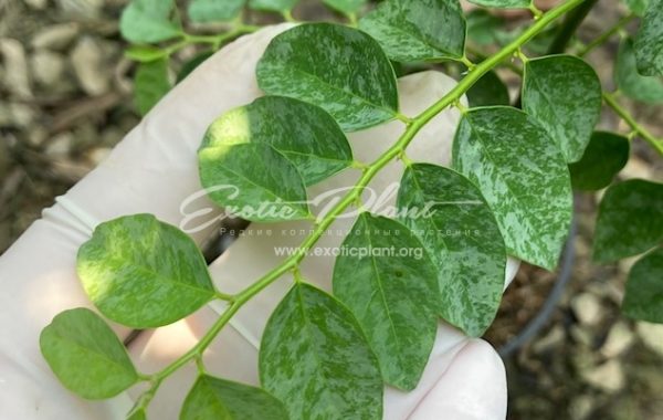Sauropus androgynus (silver leaf) 40