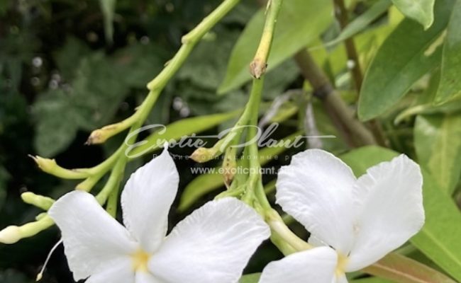 Tabernaemontana divaricata ‘Moonshine’ 40