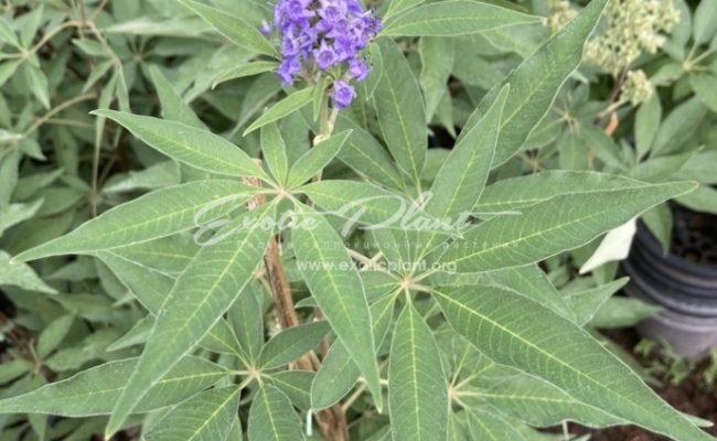 Vitex negundo 50