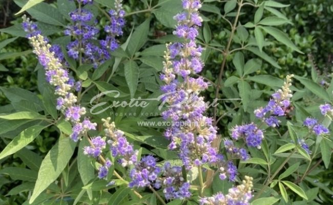 Vitex negundo 50