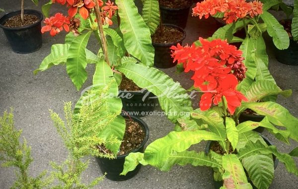 Warszewiczii coccinea