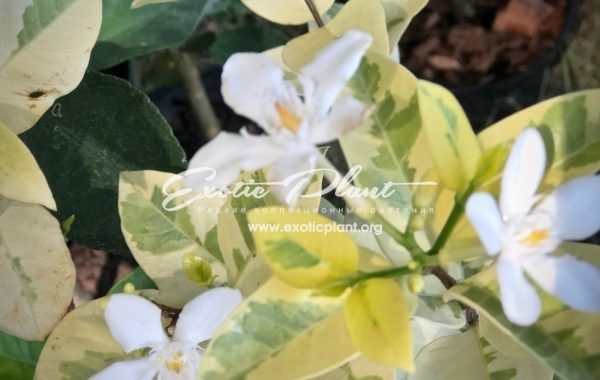 Wrightia antidysenterica variegated (albomarginata)