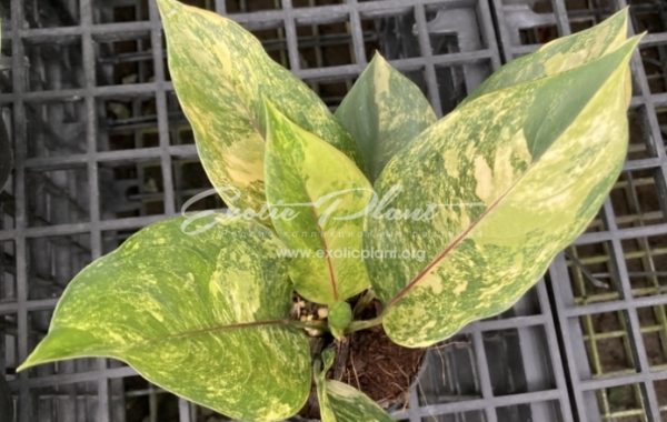 aglaonema modestum Pink Dust = Aglaonema modestum Marble (red midvein) 50