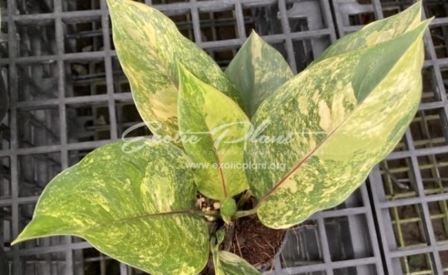 Aglaonema modestum ‘Marble’ (red midvein) 40