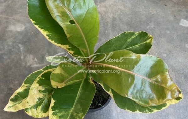 Barringtonia asiatica albomarginata (grafted) 70