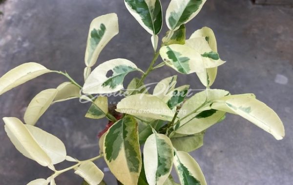 Citrus aurantifolia Paen Rampai variegated (grafted) 60