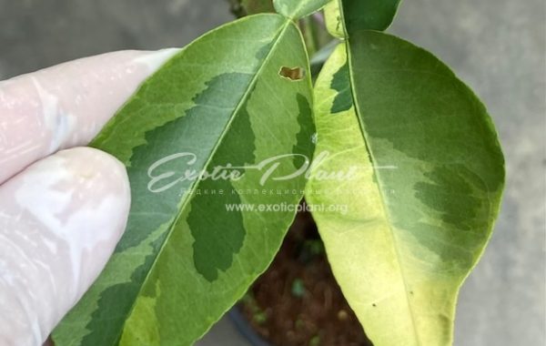 Citrus maxima (yellow variegated) Tricolor (grafted) 60