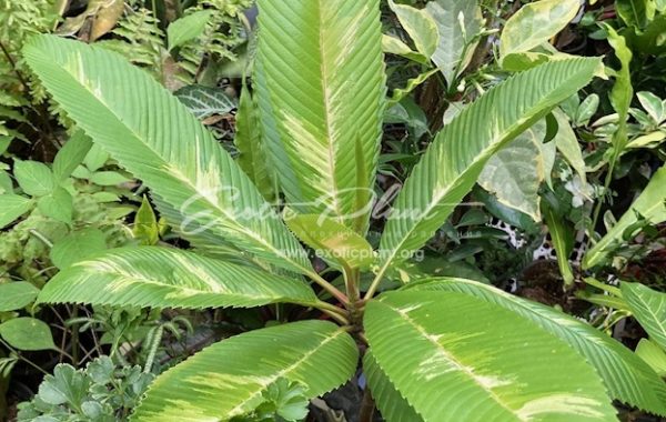 Dillenia indica variegata 60