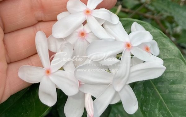 Kopsia sp.(T04) Pun Dao (A thousand stars) (aff Kopsia singapurensis) 40