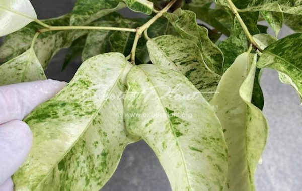 Mimusops elengi (yellow variegated) Chumsaeng  40