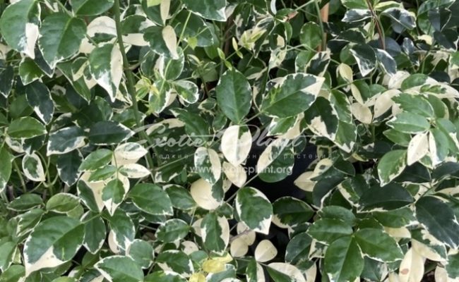 Pandorea jasminoides variegata 30