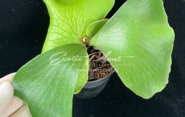 Platycerium Elisotis (elisii x elephantotis) 60