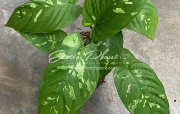 Schismatoglottis neo-guineensis variegata 25