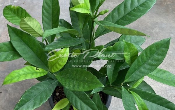 Tabernaemontana holstii (narrow leaf) 30