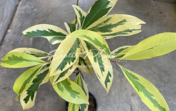 Ardisia elliptica White Star 60