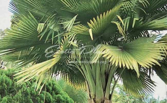 Copernicia baileyana (Yarey) 65