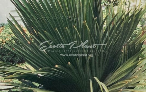 Copernicia macroglossa (Cuban petticoat palm) 65