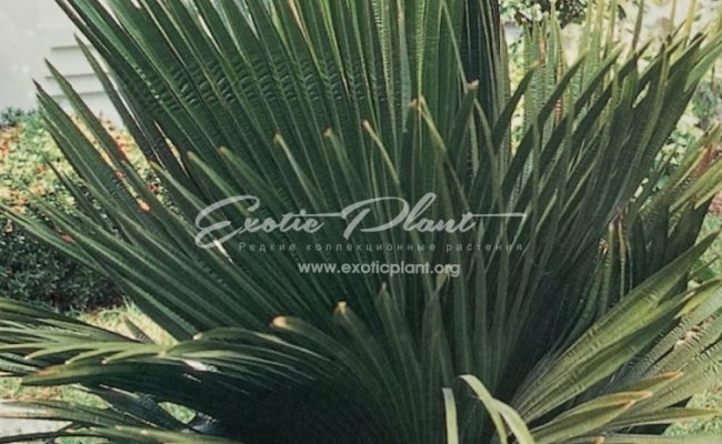 Copernicia macroglossa (Cuban petticoat palm) 65 adult