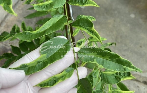 Dalbergia odorifera variegated (grafted) 75