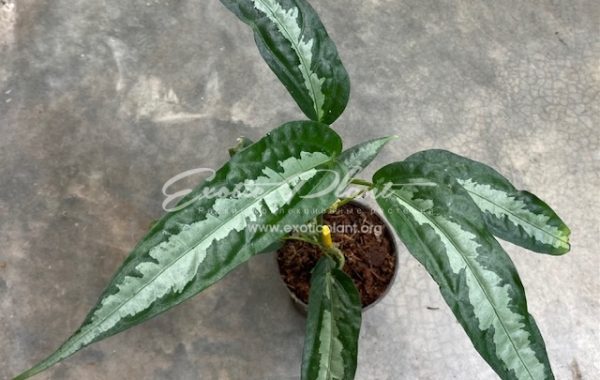 Elatostema sp.(T04)(long leaf with silver splash) 25